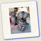 Animal Humour - Upset Cat.jpg